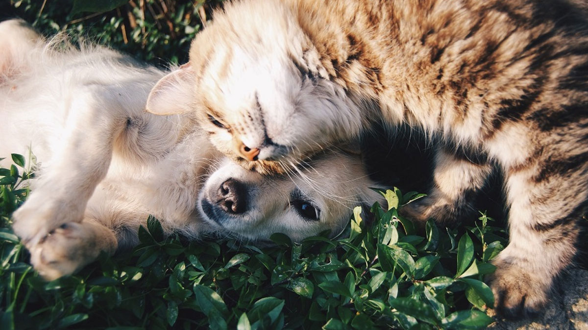 Hemp & Naturally Occurring CBD Products for Pets