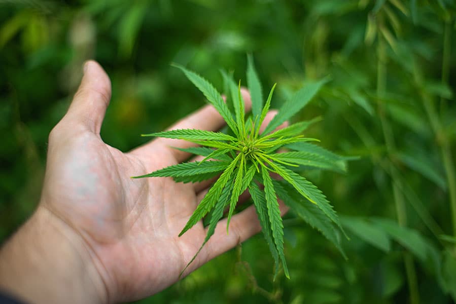 hand holding marijuana. Industrial hemp in Estonia.